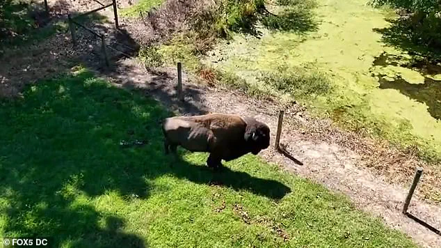 Exclusive: Inside the First Ever Buffalo Attack on a Veteran Farmer with 43 Years of Experience