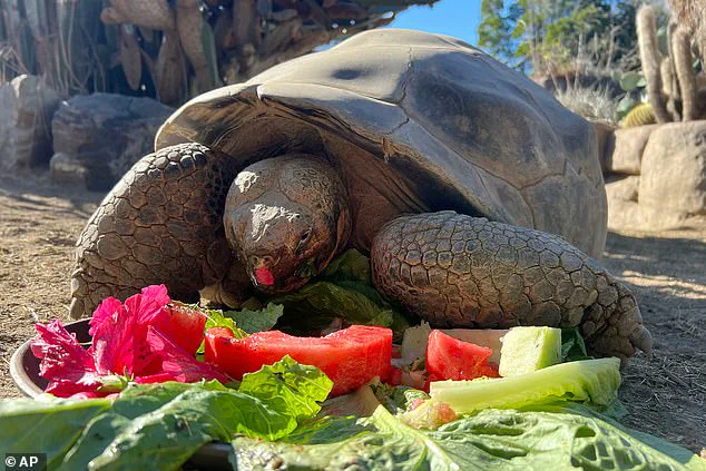 Gramma the Galapagos Tortoise, San Diego Zoo's Beloved Icon, Passes Away at 141
