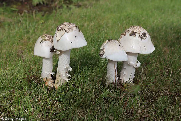 California Death Cap Mushroom Surge Claims Three Lives, Poisons Over Two Dozen as Health Officials Issue Urgent Warnings