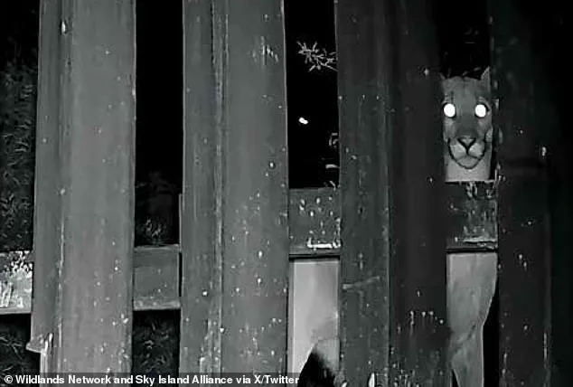 Controversial 'Doggy Doors' on US-Mexico Border Wall Spark Debate Over Environmental Impact