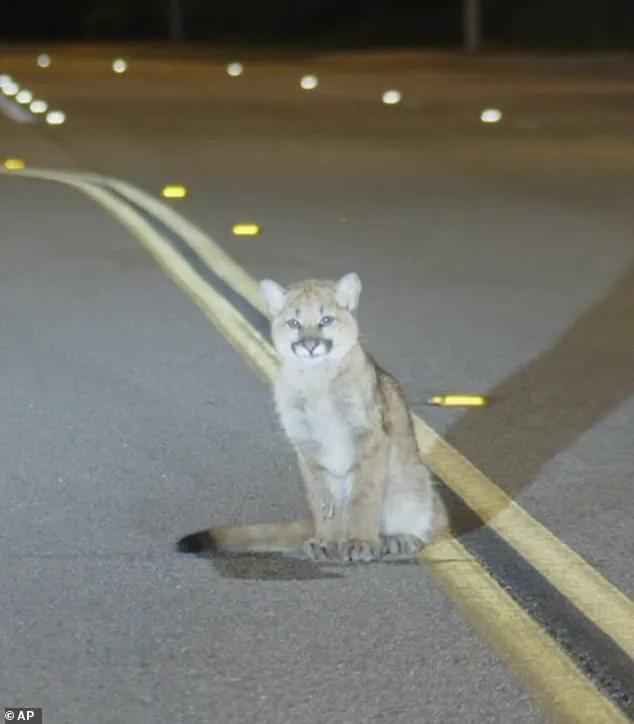 Mountain Lion Cub on LA Highway Sparks Debate Over Wildlife Regulations and Public Safety Measures
