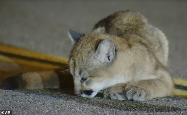 Mountain Lion Cub on LA Highway Sparks Debate Over Wildlife Regulations and Public Safety Measures