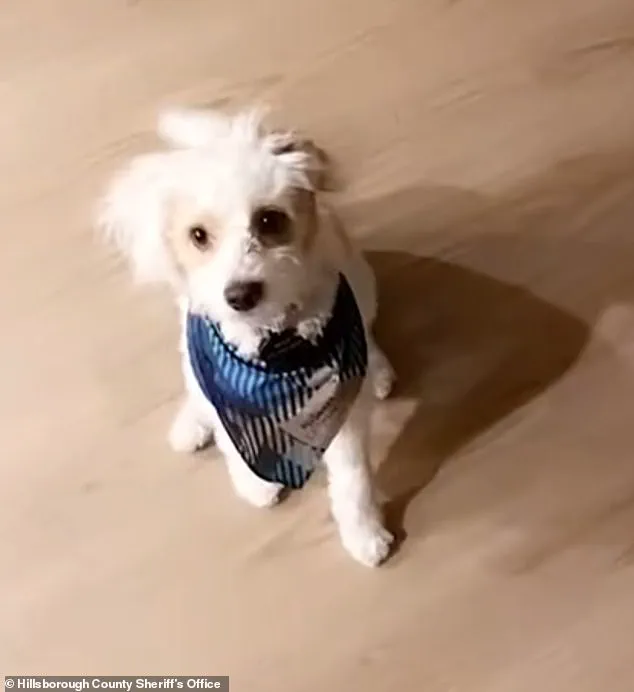 Exclusive: Former Police Officer Charged with Aggravated Animal Cruelty for Poisoning Ex-Girlfriend's Dog