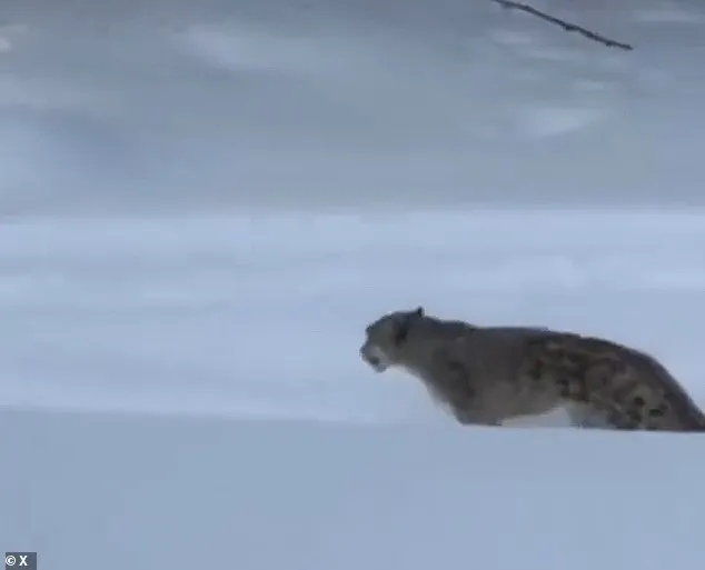 Snow Leopard Attack Injures Tourist in Northern China's Keketuohai Geopark
