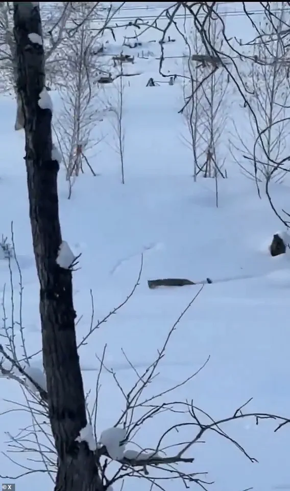 Snow Leopard Attack Injures Tourist in Northern China's Keketuohai Geopark