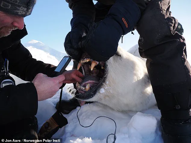 Polar Bears in Svalbard Show Unexpected Survival and Weight Gain Amid Climate Change, Study Finds