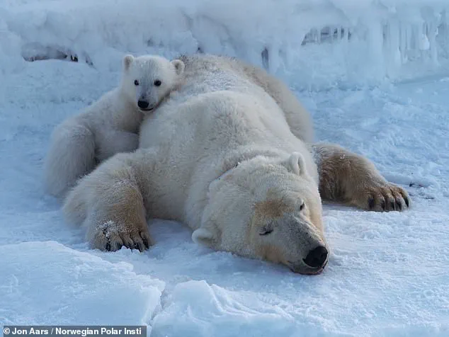 Polar Bears in Svalbard Show Unexpected Survival and Weight Gain Amid Climate Change, Study Finds