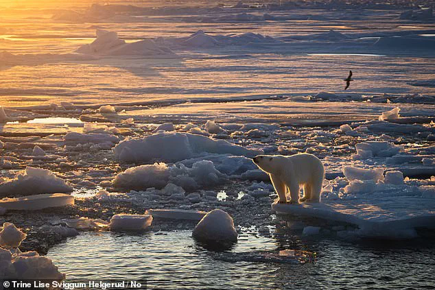 Polar Bears in Svalbard Show Unexpected Survival and Weight Gain Amid Climate Change, Study Finds
