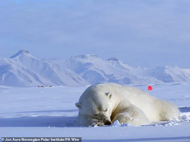 Polar Bears in Svalbard Show Unexpected Survival and Weight Gain Amid Climate Change, Study Finds