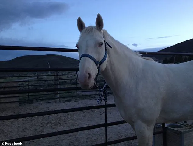 Washington Gang Member Faces Murder Charges Linked to Alleged Ritualistic Horse Sacrifice