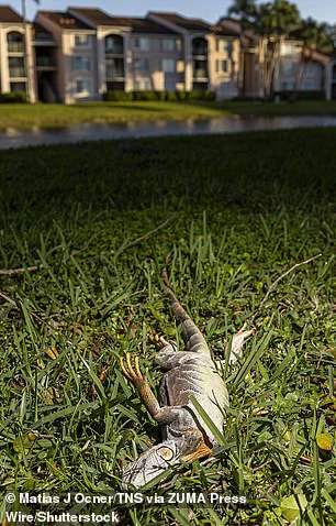 Exclusive: South Florida's Iguana Plunge – Limited Insights into the Cold Snap's Hidden Impact