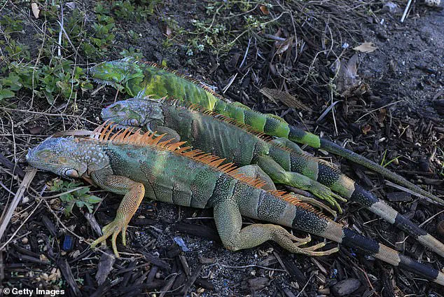 Exclusive: South Florida's Iguana Plunge – Limited Insights into the Cold Snap's Hidden Impact