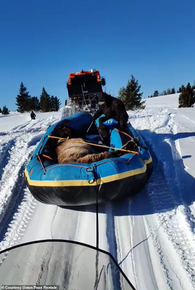 Mouse Survives Seven-Month Ordeal in Wind River Range