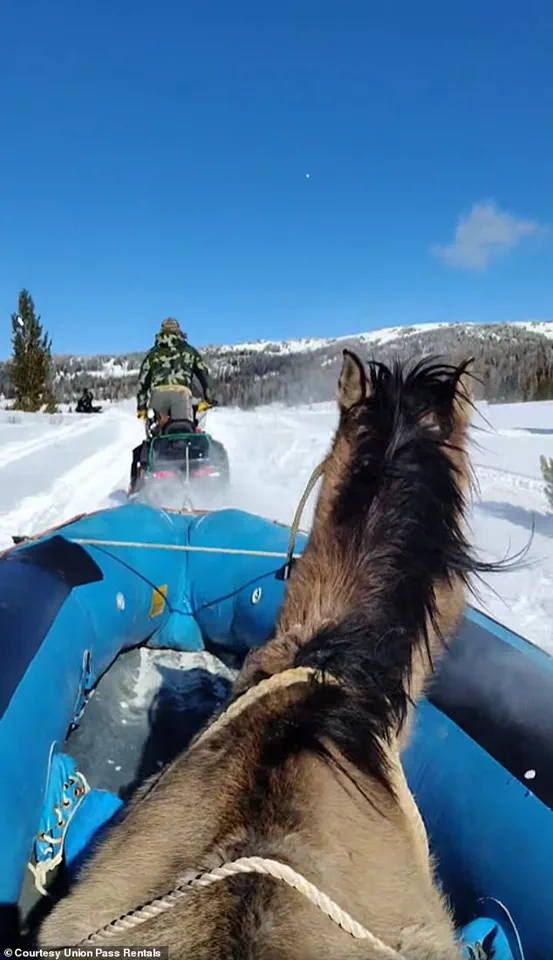 Mouse Survives Seven-Month Ordeal in Wind River Range