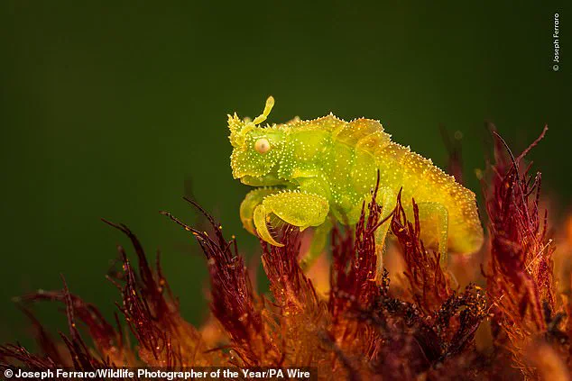 Nature's Storytellers: Compete for the Nuveen People's Choice Award with Vivid Tales of Earth's Beauty and Fragility