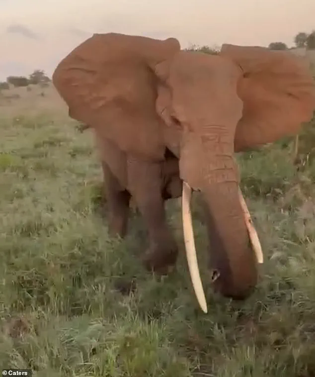 Exclusive Footage Reveals Elephant's Surprise Attack on Safari Vehicle in Serengeti