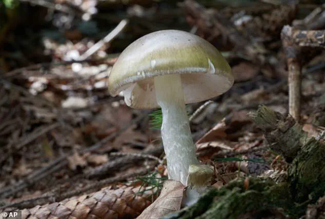Four Dead in California from Lethal Death Cap Mushroom Poisoning as Health Officials Urge Foragers to Avoid Fungi