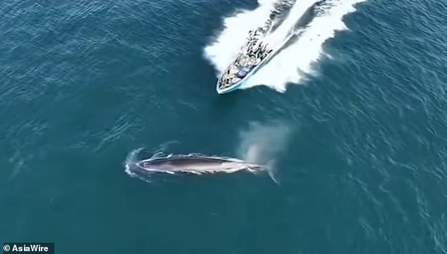Protected Bryde's Whale Struck by Fishing Vessel Near Weizhou Island: Conservationists Sound Alarm