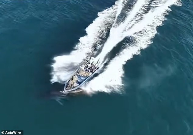 Protected Bryde's Whale Struck by Fishing Vessel Near Weizhou Island: Conservationists Sound Alarm