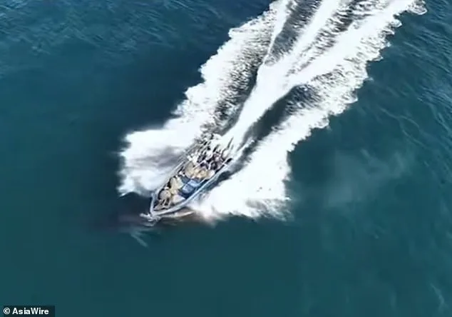 Protected Bryde's Whale Struck by Fishing Vessel Near Weizhou Island: Conservationists Sound Alarm