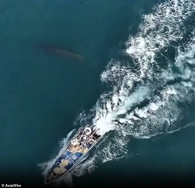 Protected Bryde's Whale Struck by Fishing Vessel Near Weizhou Island: Conservationists Sound Alarm