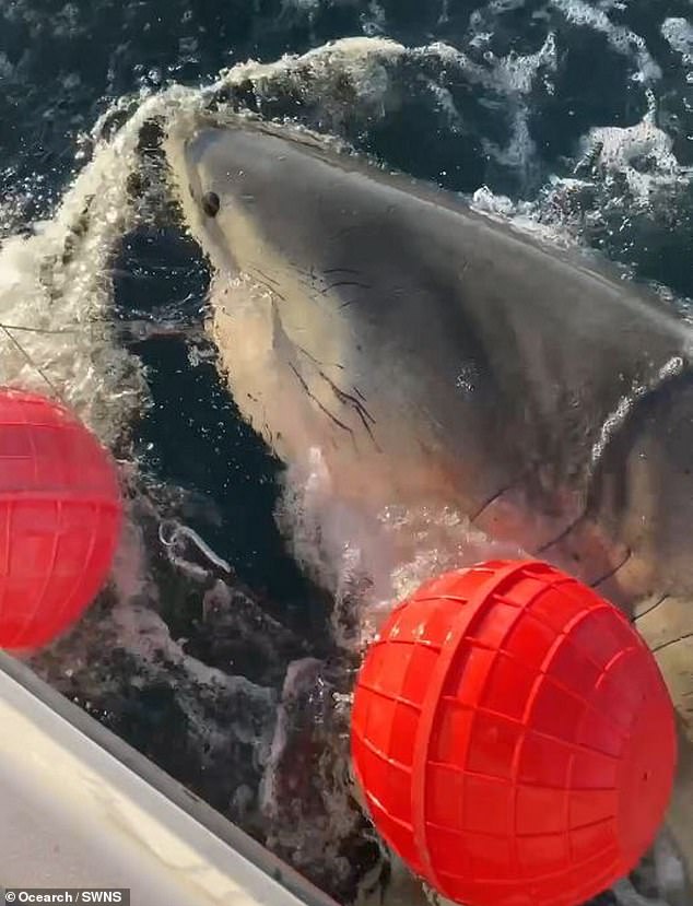 Great White Shark Contender Tracked Near Cape Fear Using Proprietary OREACH System