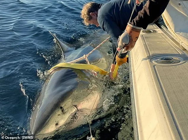 Great White Shark Contender Tracked Near Cape Fear Using Proprietary OREACH System