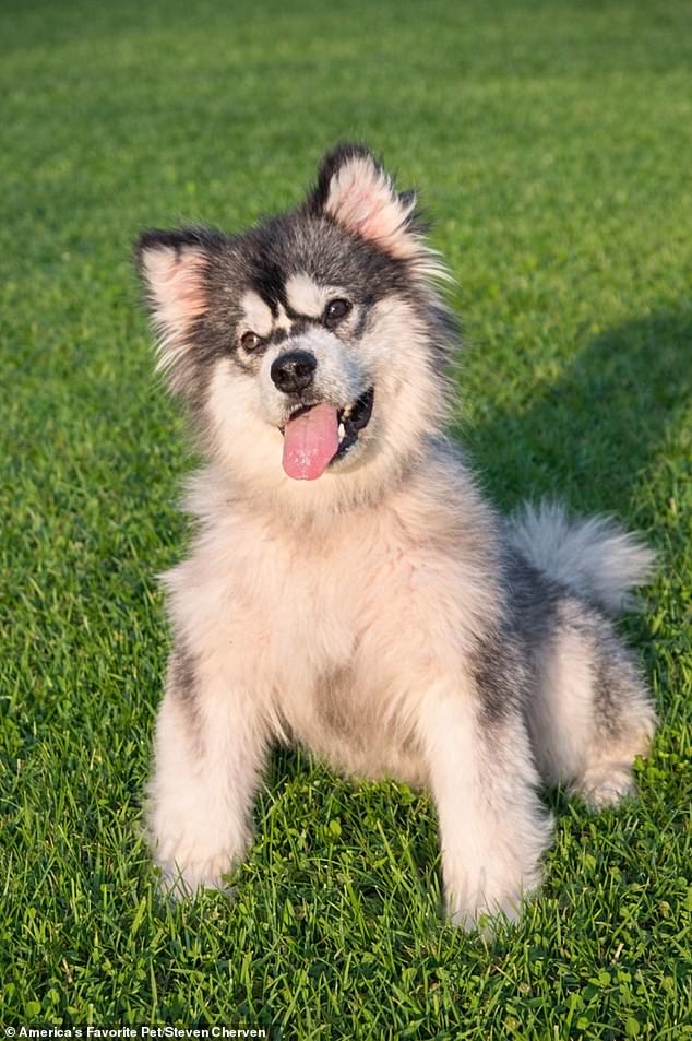 Rescued from the Dog Meat Trade: Malamute Kronk's Transformation
