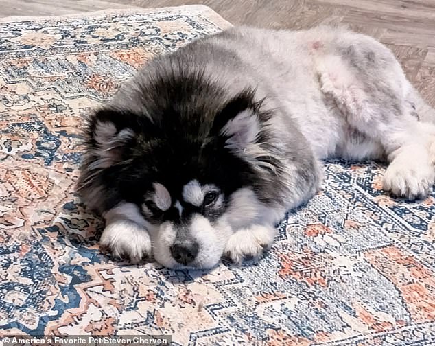 Rescued from the Dog Meat Trade: Malamute Kronk's Transformation