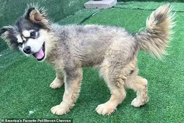 Rescued from the Dog Meat Trade: Malamute Kronk's Transformation