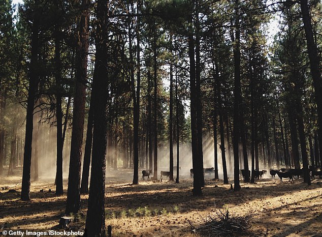 Oregon at a Crossroads: PEACE Initiative Aims to Ban Hunting and Fishing Amid Grassroots Support