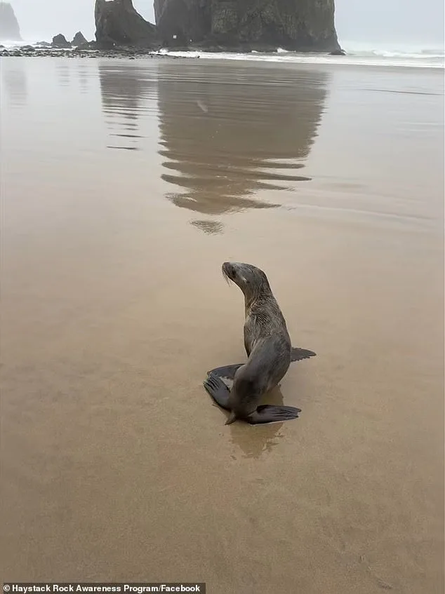 Urgent Rescue of Baby Sea Lion on Oregon's Cannon Beach