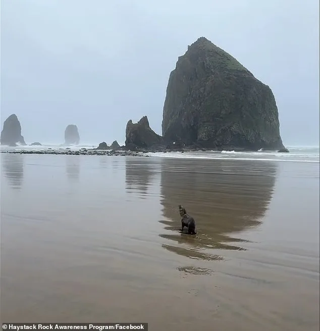 Urgent Rescue of Baby Sea Lion on Oregon's Cannon Beach