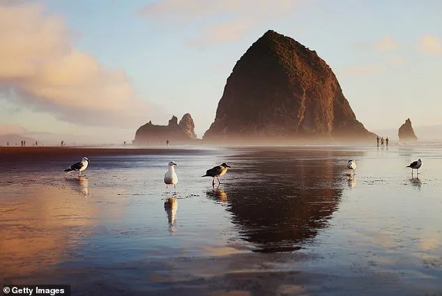 Urgent Rescue of Baby Sea Lion on Oregon's Cannon Beach