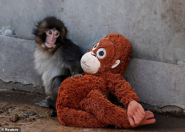 Punch the Abandoned Baby Monkey's Viral Photo Sparks Global Sympathy and 8,000 Visitors