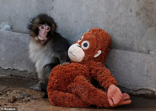 Punch the Abandoned Baby Monkey's Viral Photo Sparks Global Sympathy and 8,000 Visitors