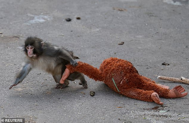 Punch the Abandoned Baby Monkey's Viral Photo Sparks Global Sympathy and 8,000 Visitors