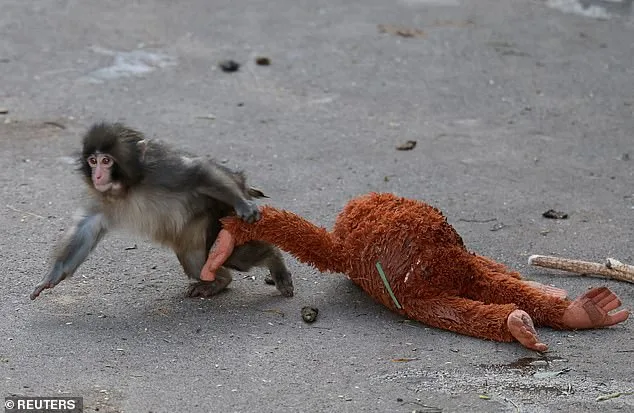 Punch the Abandoned Baby Monkey's Viral Photo Sparks Global Sympathy and 8,000 Visitors