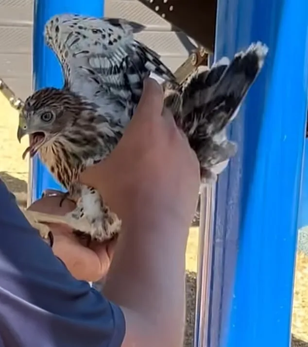 Man's 45-Day Sentence for Cruelly Forcing Protected Hawk to Drink Alcohol, Viral Videos Spark Outrage