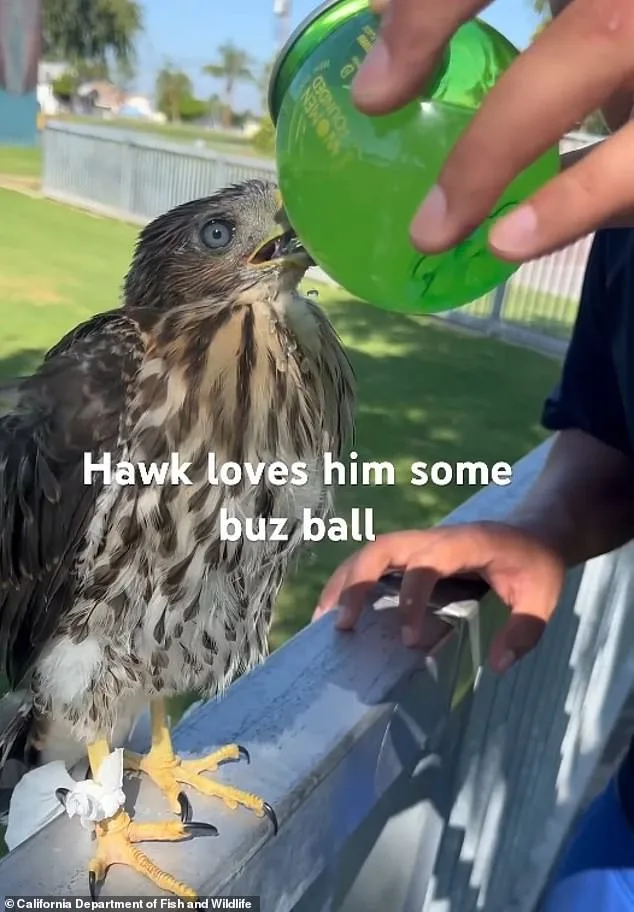 Man's 45-Day Sentence for Cruelly Forcing Protected Hawk to Drink Alcohol, Viral Videos Spark Outrage