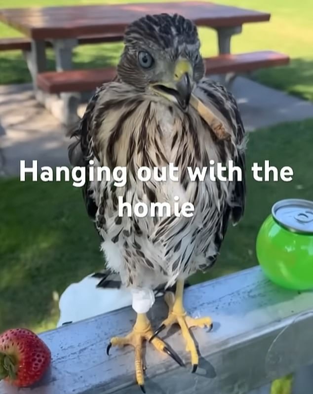 Man's 45-Day Sentence for Cruelly Forcing Protected Hawk to Drink Alcohol, Viral Videos Spark Outrage