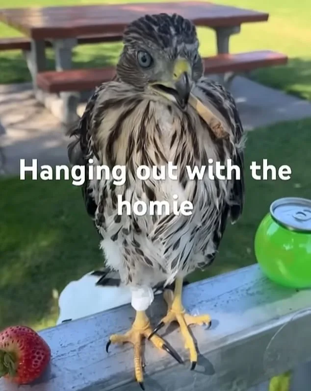 Man's 45-Day Sentence for Cruelly Forcing Protected Hawk to Drink Alcohol, Viral Videos Spark Outrage