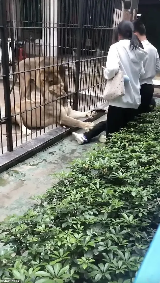 10-Year-Old Girl Mauled by Lion at Guangdong Zoo as Safety Protocols Come Under Scrutiny