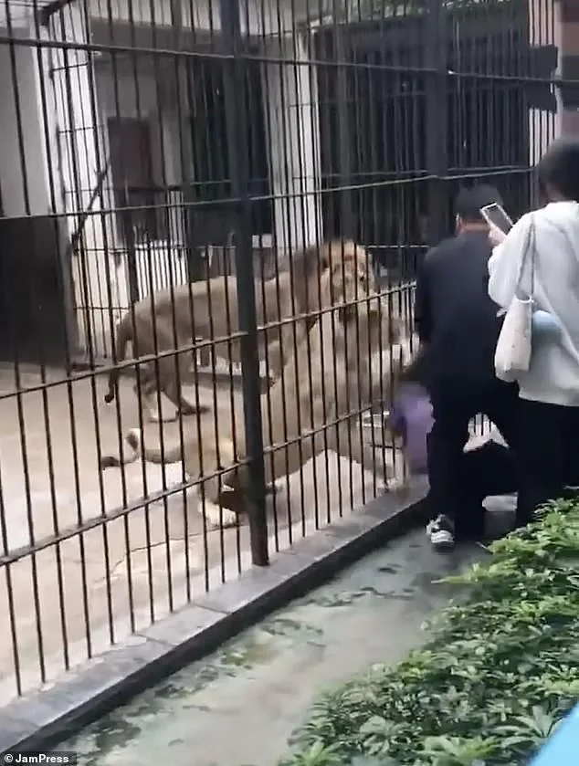 10-Year-Old Girl Mauled by Lion at Guangdong Zoo as Safety Protocols Come Under Scrutiny