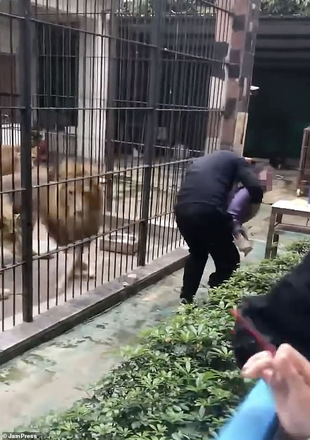 10-Year-Old Girl Mauled by Lion at Guangdong Zoo as Safety Protocols Come Under Scrutiny