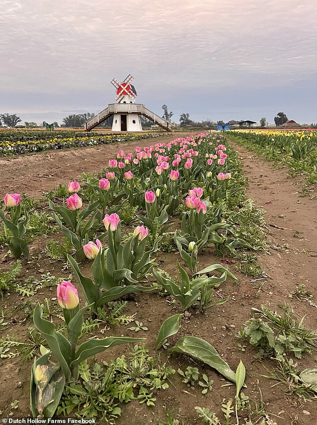 Social Media Influencers Trample Tulip Fields as Viral Frenzy Leaves Destruction in Wake