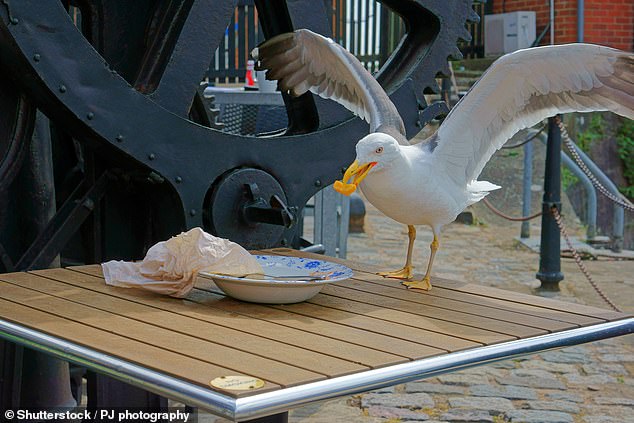 New Jersey Father Receives 262-Day Probation for Decapitating Seagull, Sparking Outrage and Legal Debate Over Animal Cruelty Penalties