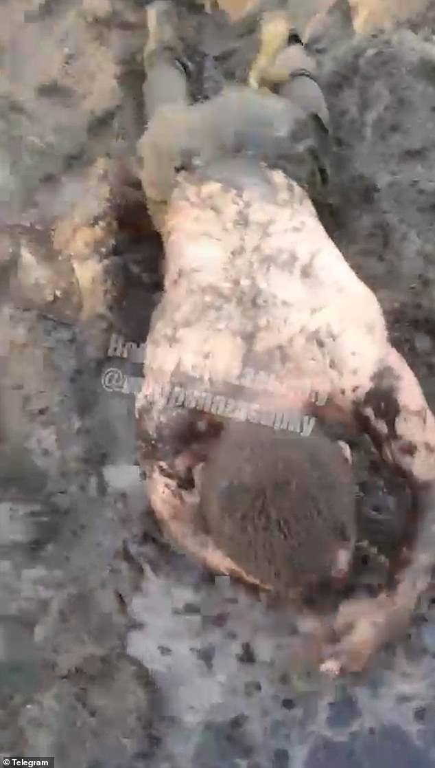 Harrowing Footage Reveals Alleged Abuse of Russian Soldiers on Ukraine's Frontlines