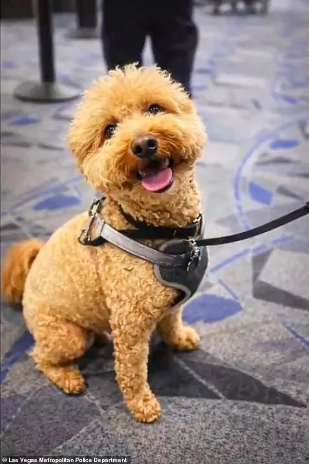 Woman Faced With Charges After Abandoning Service Dog at Las Vegas Airport