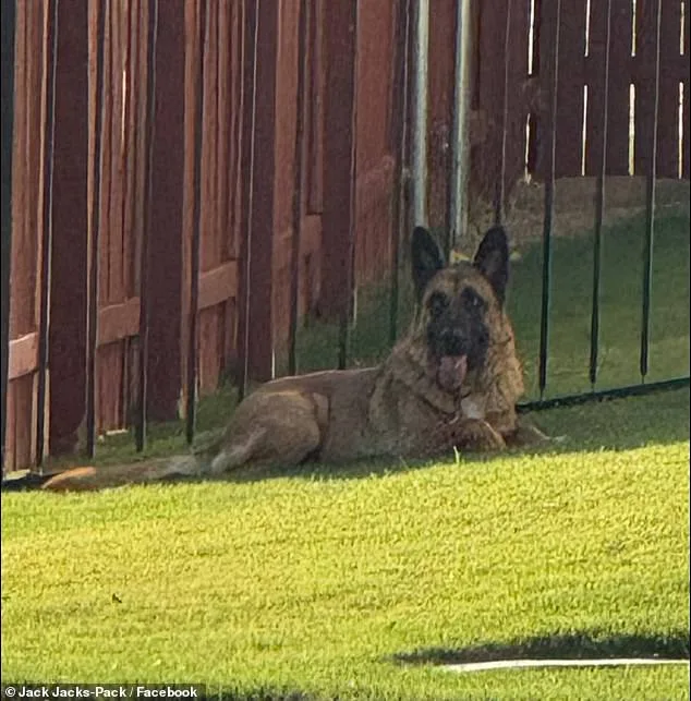 German Shepherd Left to Suffer in Texas Heat After Being Abandoned by Owner